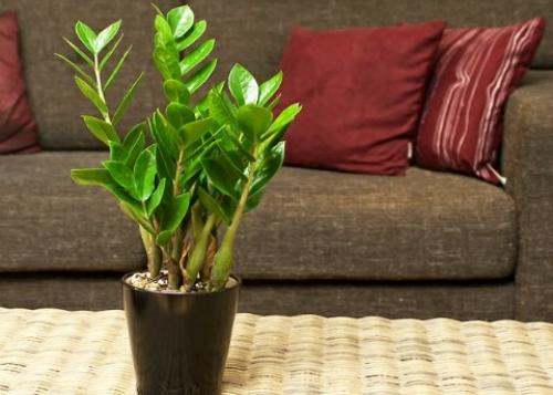 Замиокулькас - эффектный африканец. 01