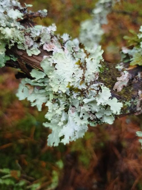 Осенняя хмарь, туманы, дожди. 01