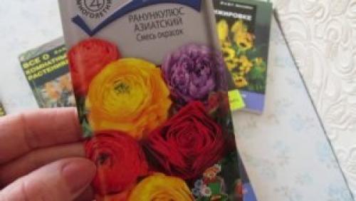 Сажать на даче садовые лютики: занятие доступное всем? 02