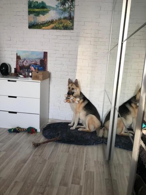 Я взяла собаку из приюта, значит, сможешь и ты. 01