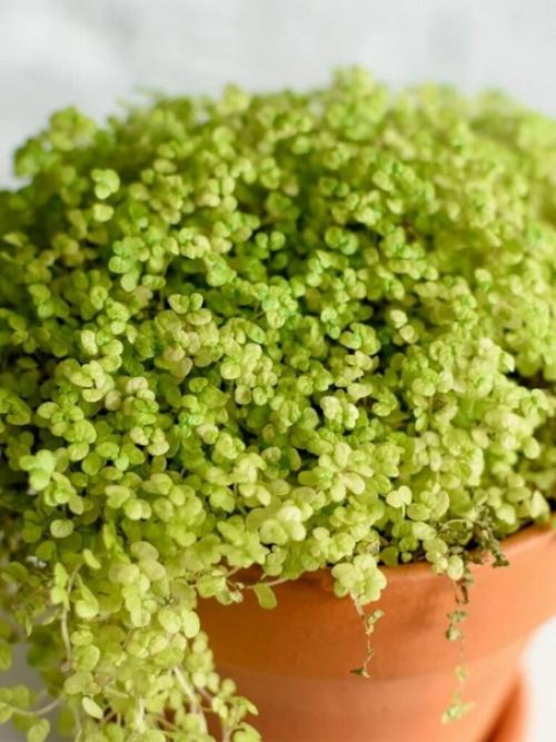 Для любителей зелени: привлекательная солейролия. 03