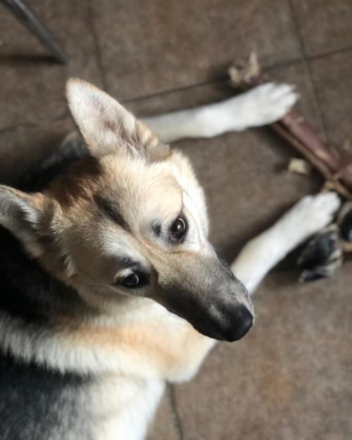 Я взяла собаку из приюта, значит, сможешь и ты. 02