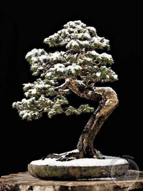 Бонсай в интерьере. 05