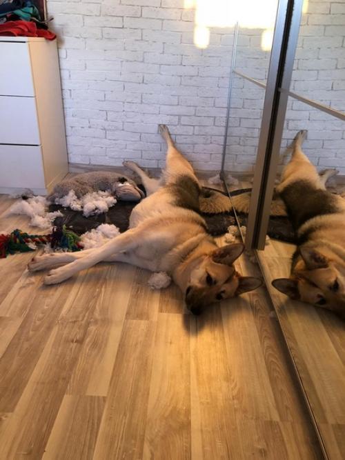 Я взяла собаку из приюта, значит, сможешь и ты. 08