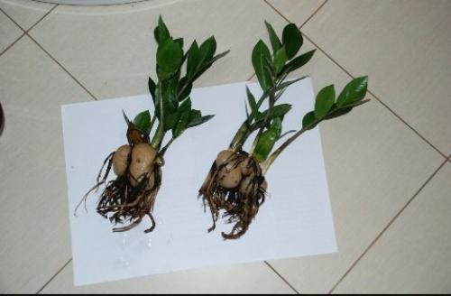 Замиокулькас - эффектный африканец. 05