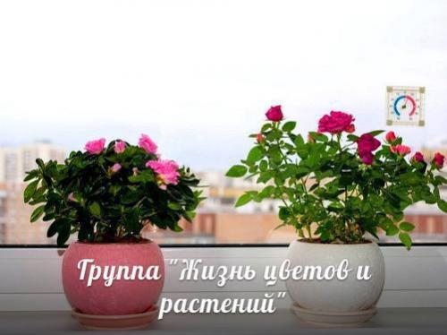 Главные вопросы об адаптации домашних цветов. 01