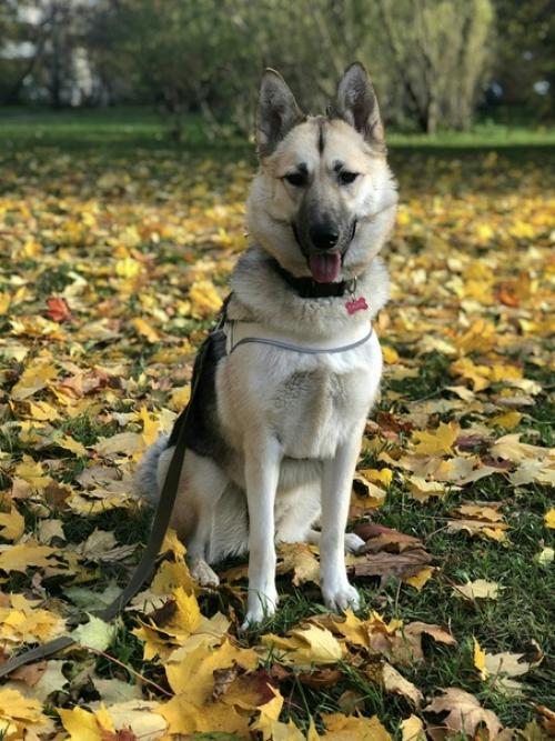 Я взяла собаку из приюта, значит, сможешь и ты. 03