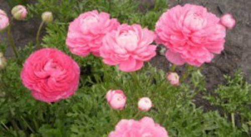 Сажать на даче садовые лютики: занятие доступное всем? 01