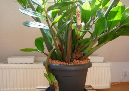 Замиокулькас - эффектный африканец. 08