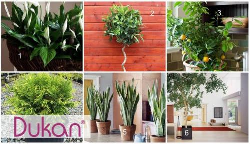 6 растений для идеального микроклимата в доме?