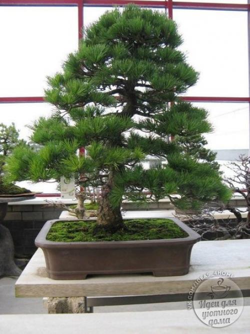 Бонсай в интерьере. 01