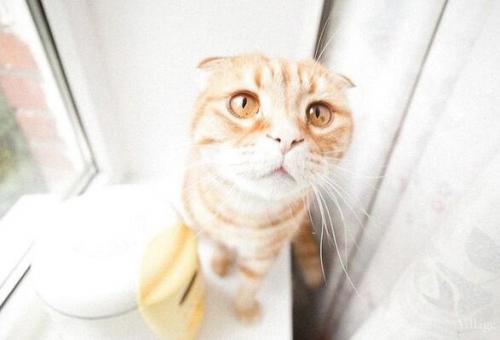 Просторная квартира. В светлых оттенках. 08