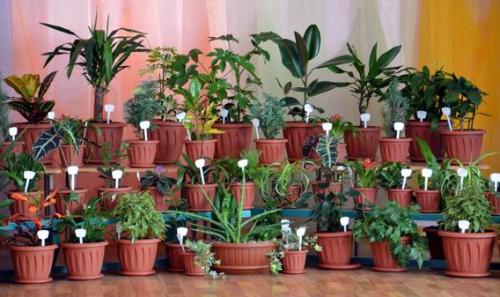 Растения для здоровья? 03