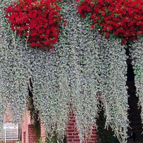 Ампельные растения для сада. 01