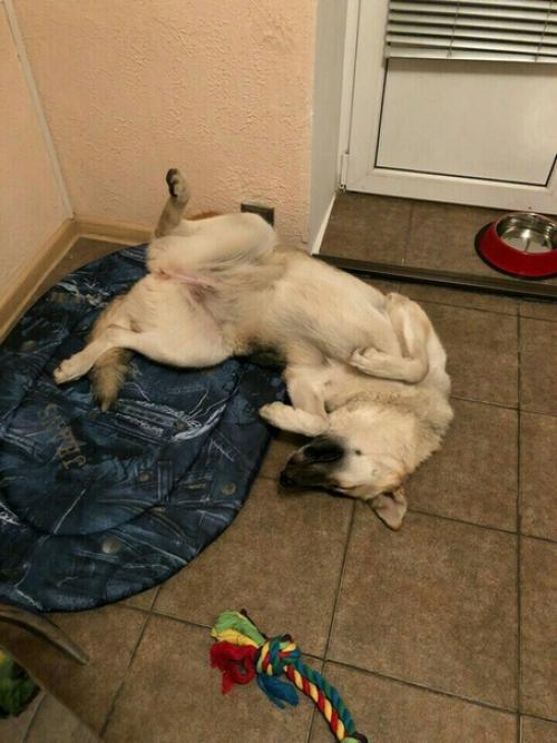 Я взяла собаку из приюта, значит, сможешь и ты. 05