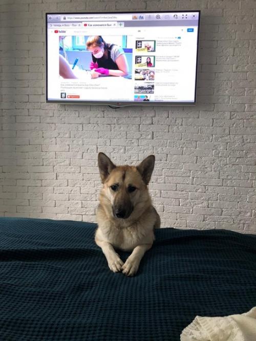 Я взяла собаку из приюта, значит, сможешь и ты. 07