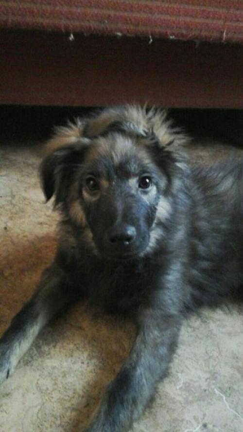 Вот такой красивый мохнатик с очень смешными ушками очень ждет и надеется обрести свой дом и любящих хозяев! 01