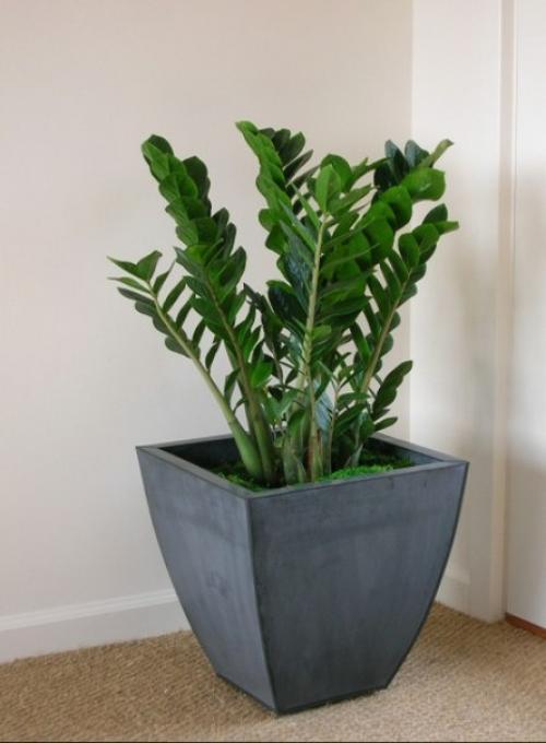 Замиокулькас - эффектный африканец. 03