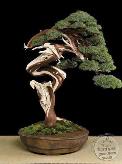 Бонсай в интерьере. 03