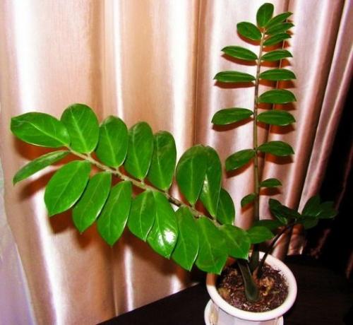 Замиокулькас - эффектный африканец. 02