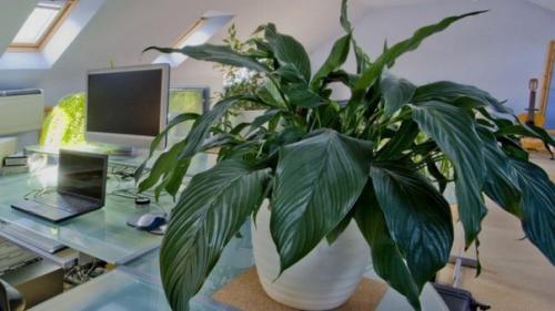 ? 8. Самых тенелюбивых комнатных растений? 02