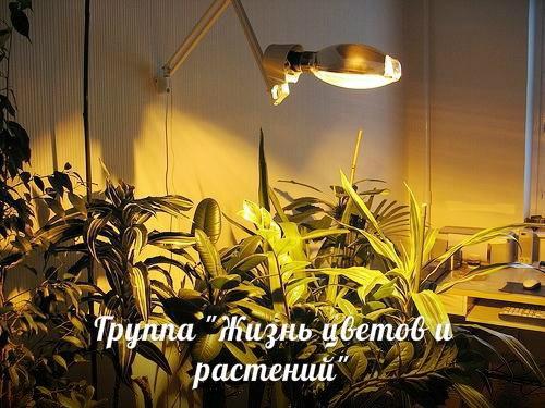 Главные вопросы об адаптации домашних цветов.  