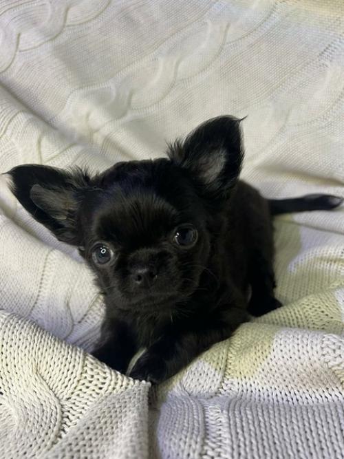 Давно хотелось сделать что нибудь эдакое в интерьере. 04