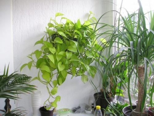 ? 8. Самых тенелюбивых комнатных растений? 05