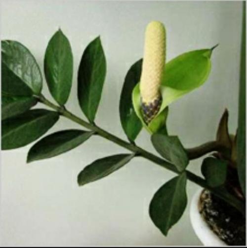 Замиокулькас - эффектный африканец. 07