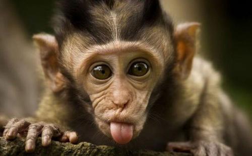 Как нарядить дом?