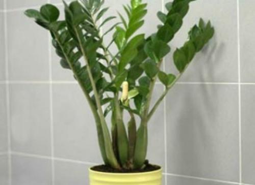 Замиокулькас - эффектный африканец. 04