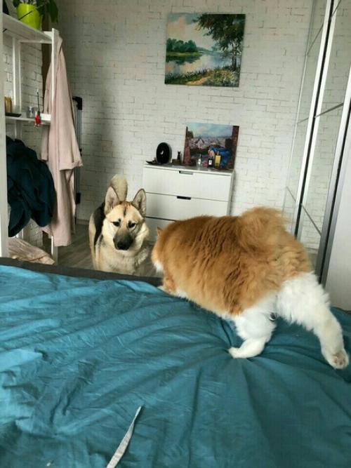 Я взяла собаку из приюта, значит, сможешь и ты.