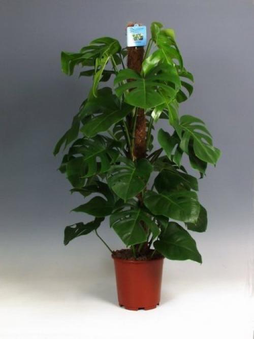 Топ - 10 комнатных растений для лентяйки. 07