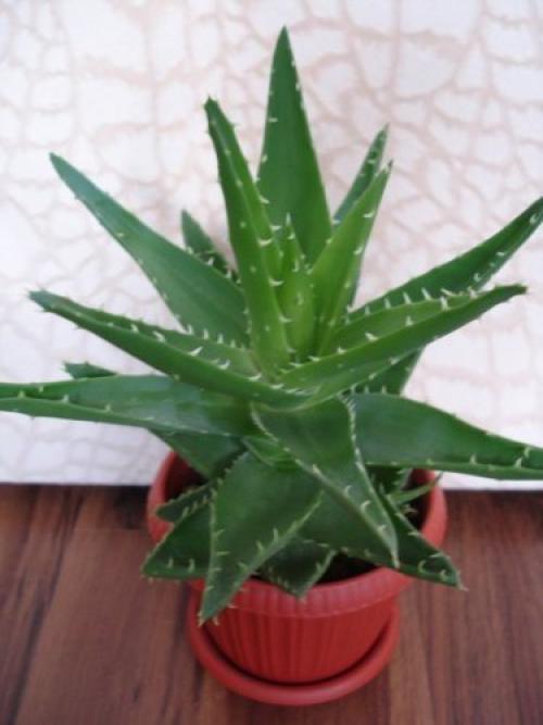 Топ - 10 комнатных растений для лентяйки. 05
