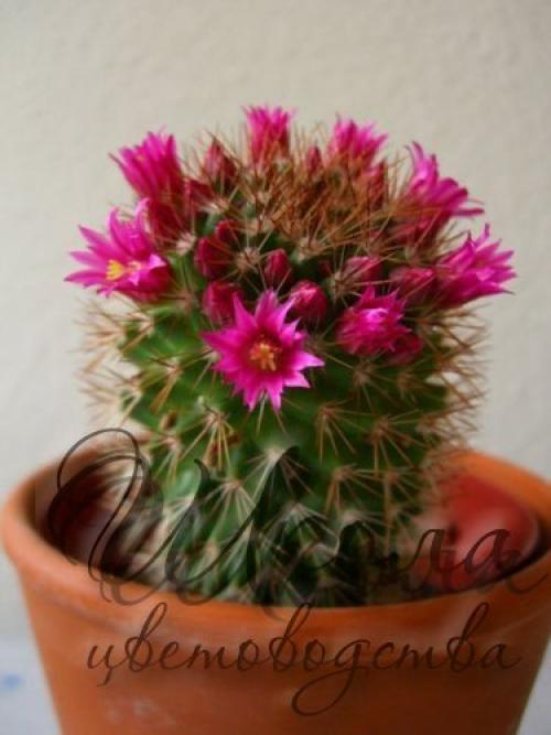 Топ - 10 комнатных растений для лентяйки. 08