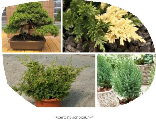 Топ - 5 лучших хвойных растений для дома? 03