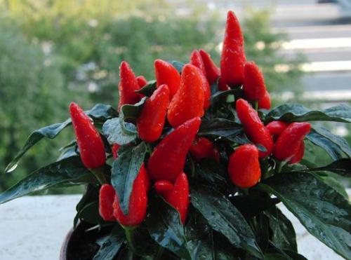 Комнатный перец - необычное украшение для ваших окон. 01