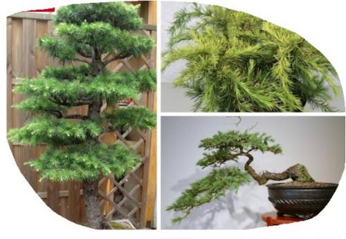 Топ - 5 лучших хвойных растений для дома? 04