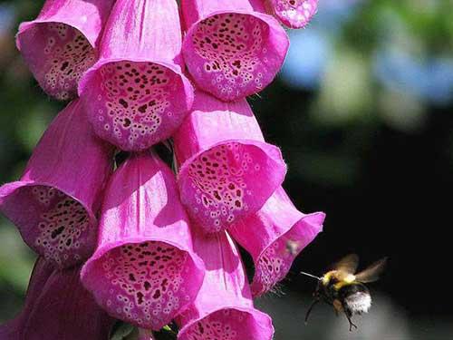 Наперстянка - посадка и уход. 01