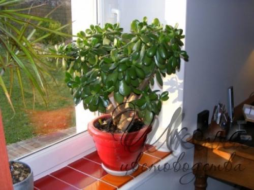 Топ - 10 комнатных растений для лентяйки. 04