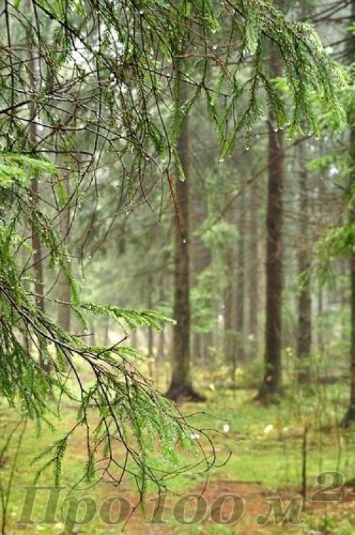 Двери ведущие в лес - мы творим очень быстро. 03