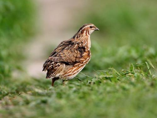 Разведение перепелов. Живая масса птицы яйценоских пород составляет 120-140 г, отдельные бройлерные породы могут достигать веса до 300 г. 02