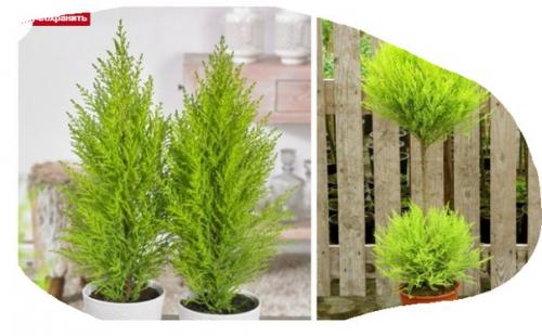 Топ - 5 лучших хвойных растений для дома? 01