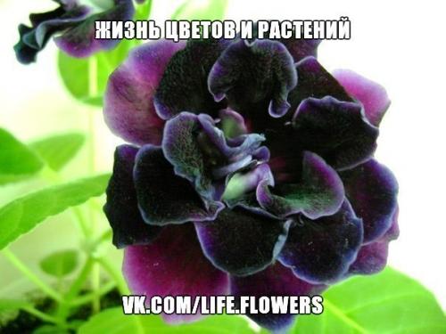 Глоксиния.  Правильный уход. 06