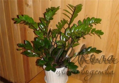 Топ - 10 комнатных растений для лентяйки. 06