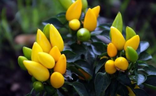 Комнатный перец - необычное украшение для ваших окон. 02