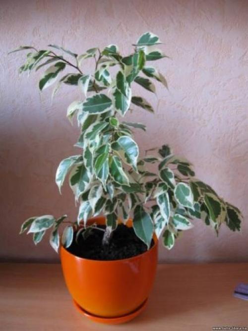 Топ - 10 комнатных растений для лентяйки. 03