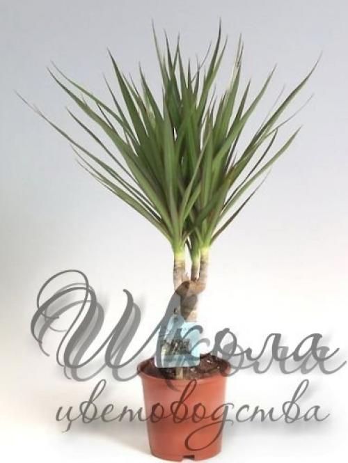 Топ - 10 комнатных растений для лентяйки. 02