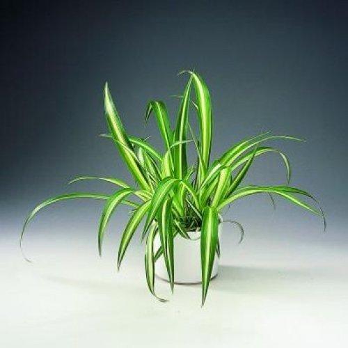 Топ - 10 комнатных растений для лентяйки. 01