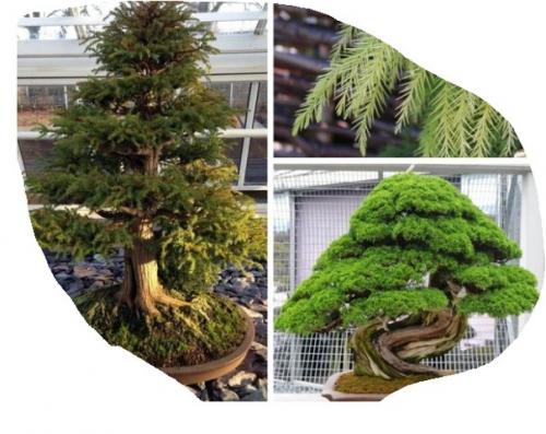 Топ - 5 лучших хвойных растений для дома? 02